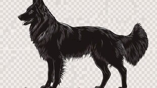 站立的黑色长毛犬插画