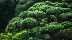 苍劲繁茂的盆景松树景观