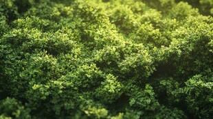 翠绿繁茂的生机盎然绿植