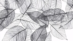 黑白叶脉纹理艺术图案
