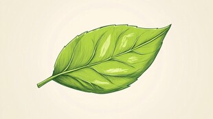 手绘绿色单叶片插画