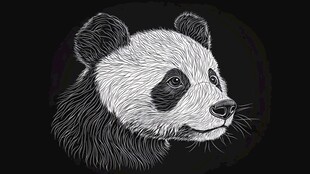 黑白熊猫头像线描艺术图