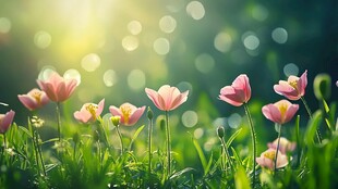 春日阳光下的粉嫩花朵