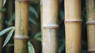 特写 挺拔坚韧的黄竹