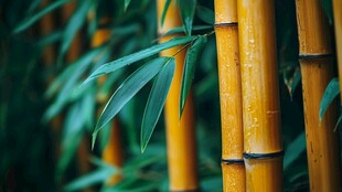 翠绿竹叶与金黄竹杆特写