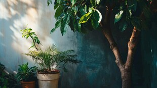 墙边绿植 静谧的自然角落