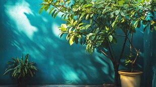 蓝墙下的绿植光影之美