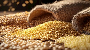 谷粟满溢 展现丰收之美