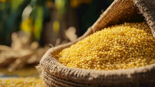 麻袋中饱满金黄的小米粒