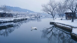 冬日雪后湖畔的优雅天鹅