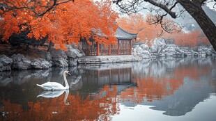 秋景湖畔天鹅伴古亭
