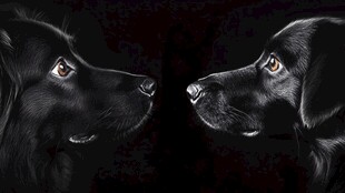 对视的黑犬
