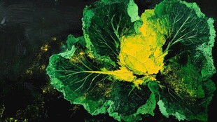 翠绿黄心的蓬勃卷心菜