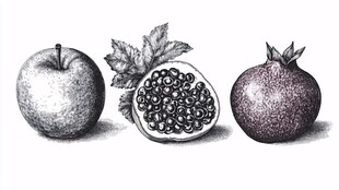 素描水果 苹果 百香果 石榴