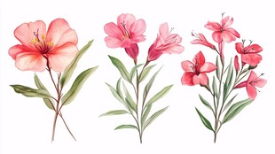 三束粉色花卉水彩插画