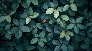 翠绿叶片组成的自然图案