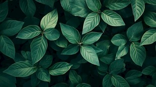 翠绿叶片构成的自然景致