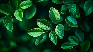 嫩绿叶片的清新自然之美