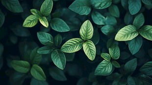 翠绿叶片的自然清新景象