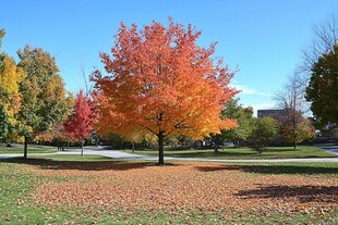 秋日公园的绚烂红枫