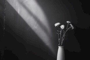 黑白光影中的素雅花瓶花