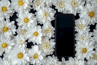 手机静置于白色雏菊间