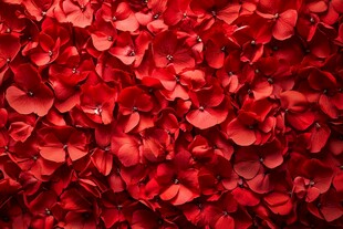 热烈红花瓣铺就浪漫图景