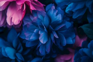 梦幻蓝紫花卉特写