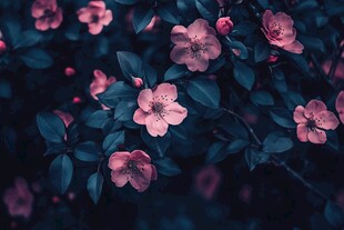 梦幻粉色花朵特写