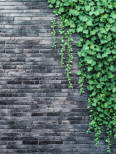 砖墙藤蔓 自然与古朴的融合