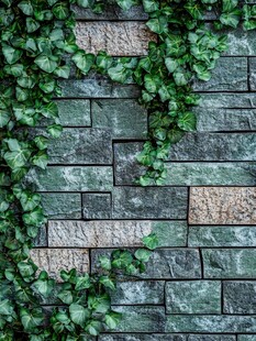 石墙缠绕翠绿常春藤