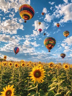 向日葵田上的多彩热气球