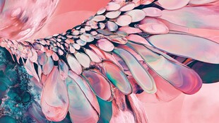 梦幻绚丽的彩色羽翼