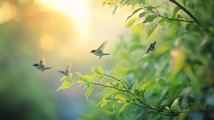 晨光中飞鸟栖于绿枝间