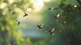 群鸟于林间飞舞的美好瞬间