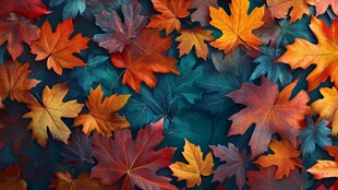 秋日斑斓枫叶背景图