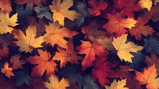 秋日斑斓枫叶铺就美景