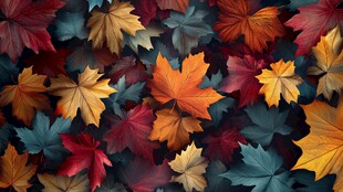 五彩斑斓枫叶的秋日美景