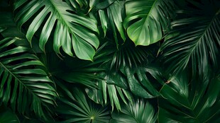 热带绿植背景 生机盎然