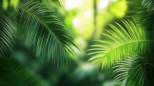 翠绿棕榈叶 清新自然景