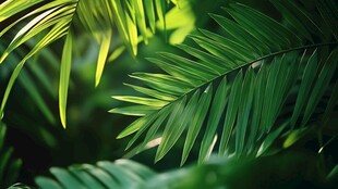 翠绿棕榈叶的清新光影