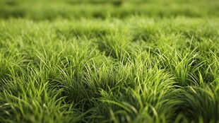 翠绿草坪 清新自然景象