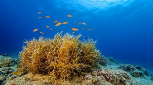 海底珊瑚与群游的小鱼