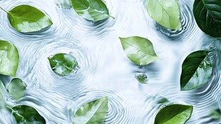 绿叶浮于水面的自然景象