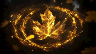 金色枫叶特效 闪耀视觉魅力