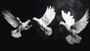 三只白鸽展翅飞翔画面