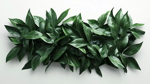 一排翠绿生机勃勃的叶片