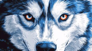 蓝白狼犬的锐利眼神