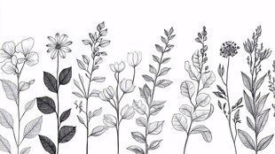 黑白手绘花卉植物图案