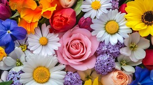 缤纷多彩花卉大集合